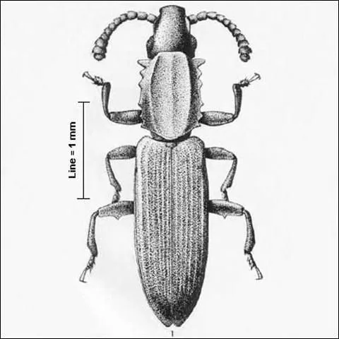 thumbnail for publication: A Stored Products Pest, Oryzaephilus acuminatus (Insecta: Coleoptera: Silvanidae)